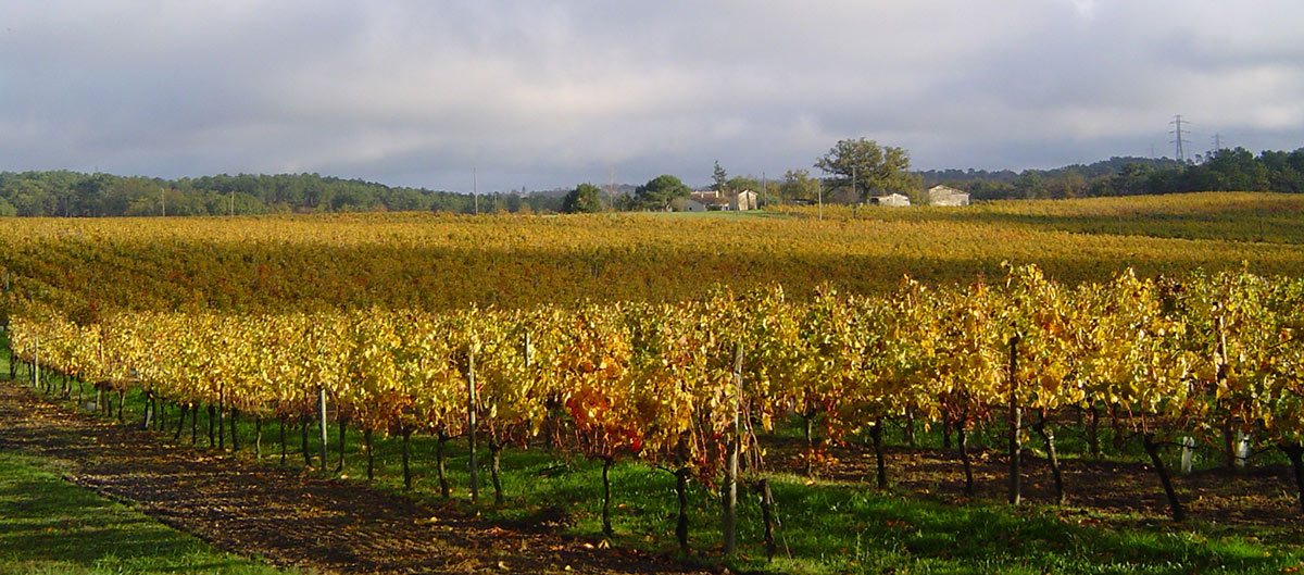 Vignoble en automne