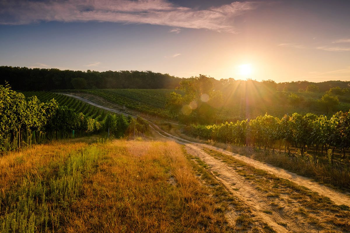 Vignes au coucher du soleil