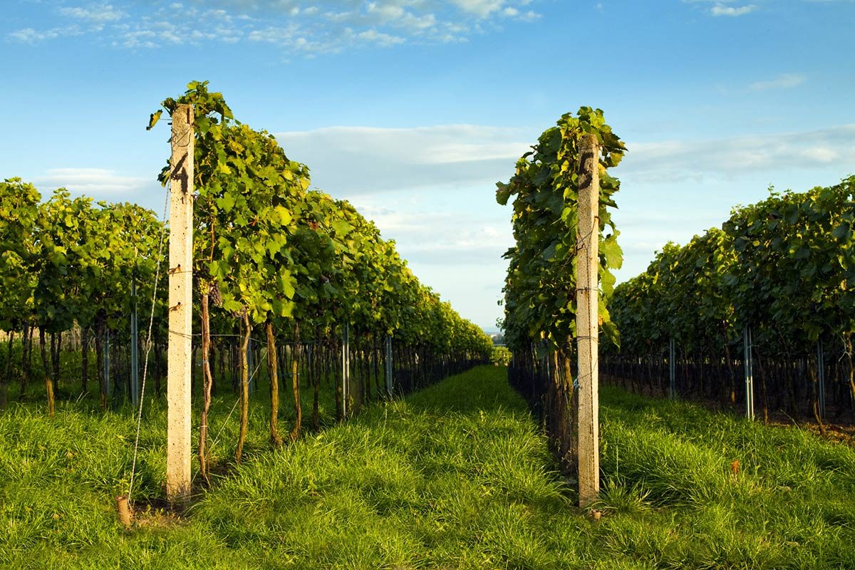 Rangs de vignes en Gironde