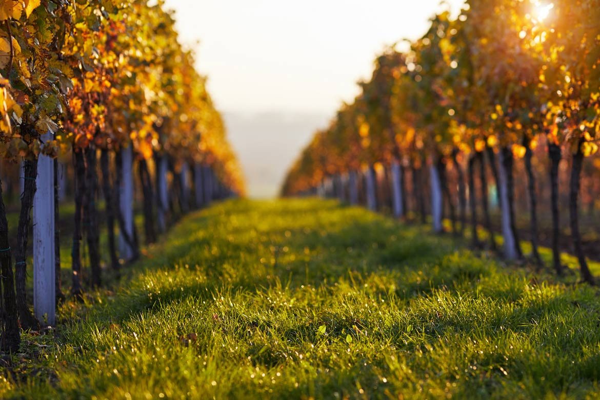 Vignes en lumière